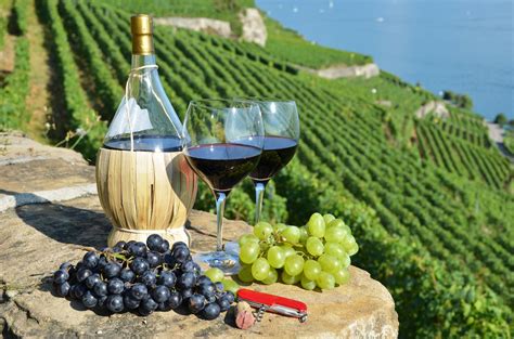 Where can I find the best wine tasting and vineyard tours?